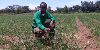 Garlic-Farming-in-Kenya-696x348